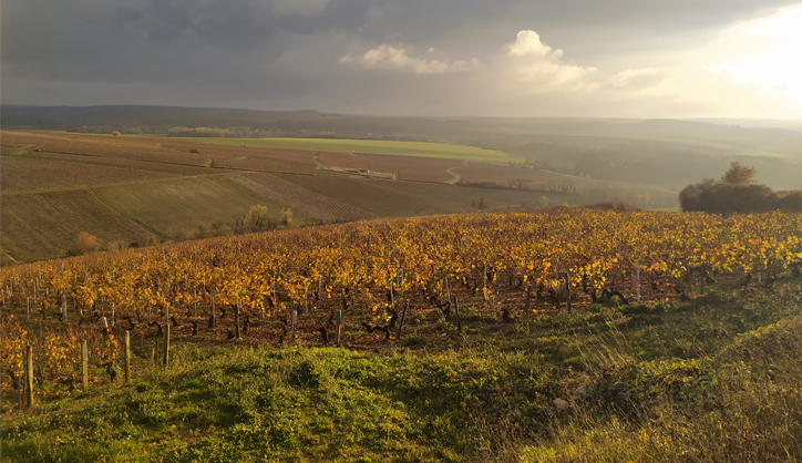 Vente Privée : Chardonnay