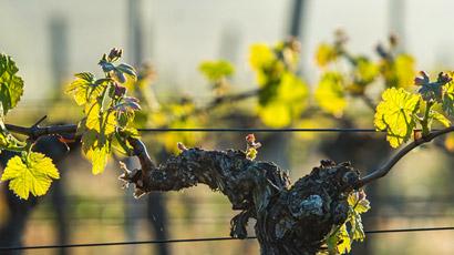 Domaine Jean-Yves Devevey