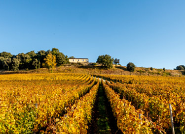 Vins de Saint-Emilion