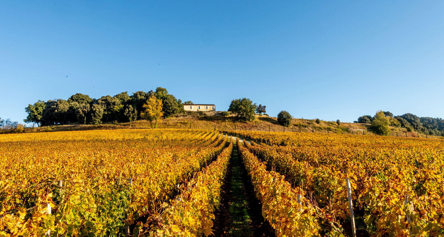 Vins de Saint-Emilion